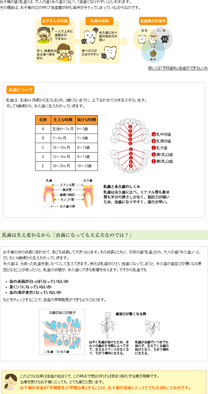 乳歯の特徴